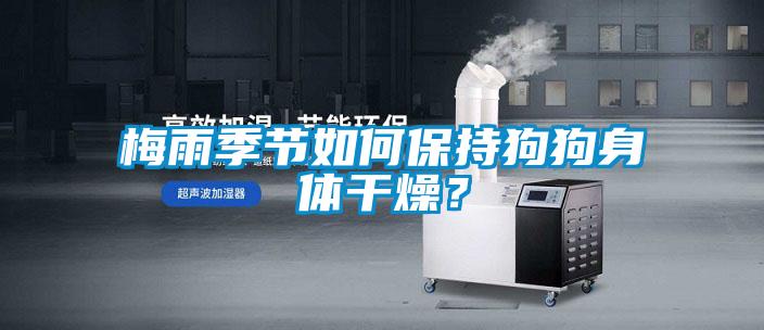 梅雨季節如何保持狗狗身體干燥？