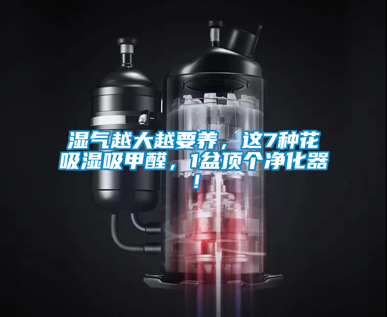 濕氣越大越要養，這7種花吸濕吸甲醛，1盆頂個凈化器！